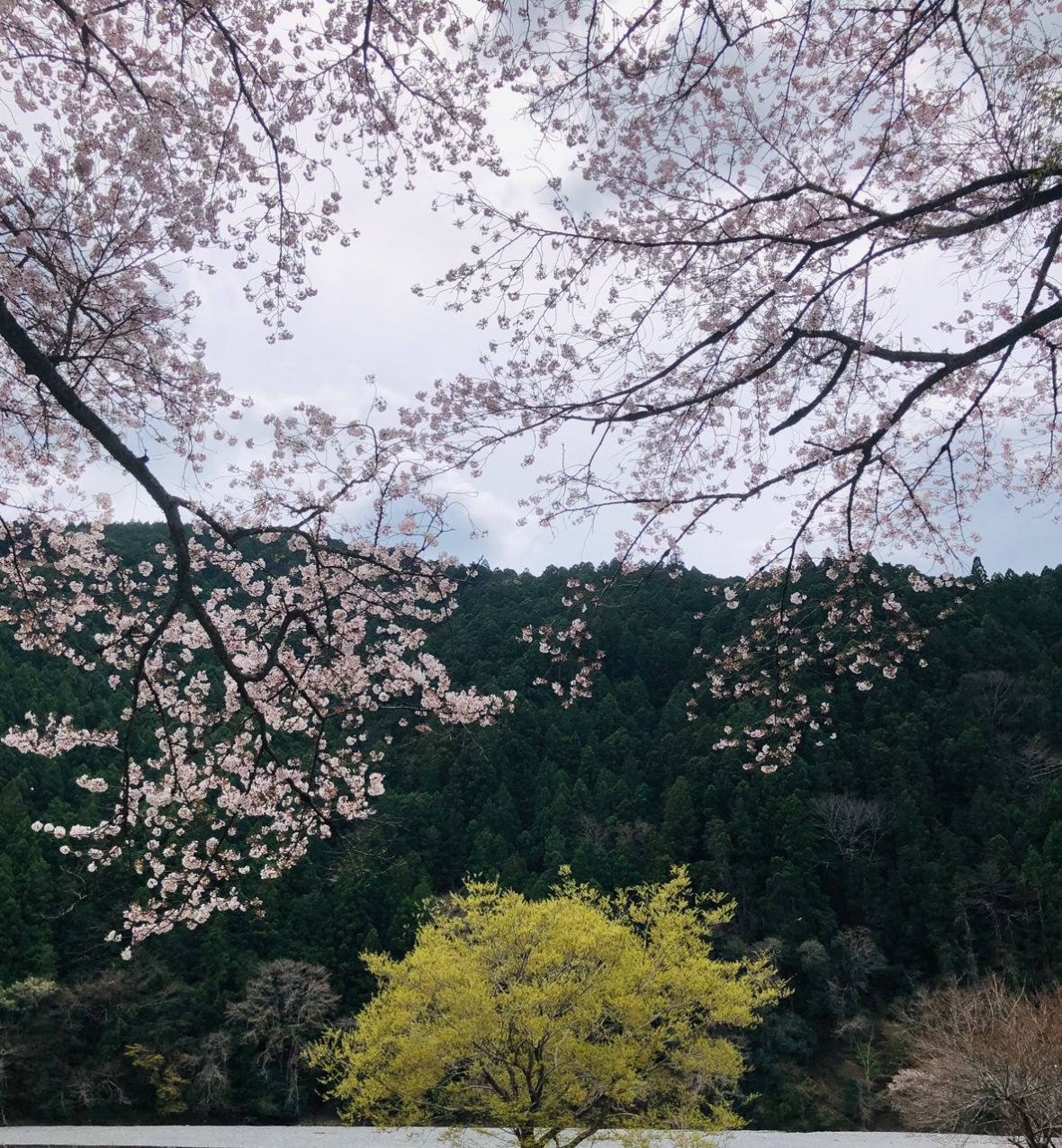桜