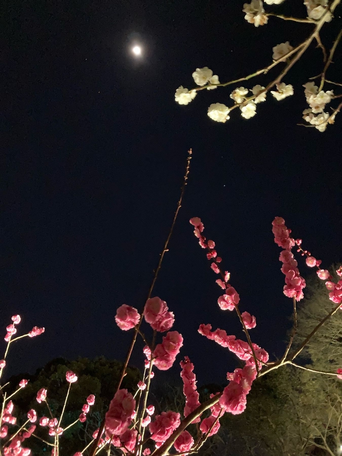 梅の花