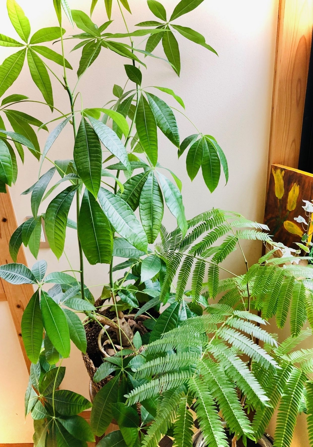 観葉植物