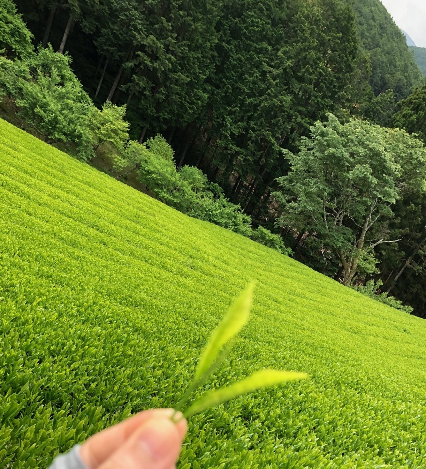 茶畑とお茶の新芽