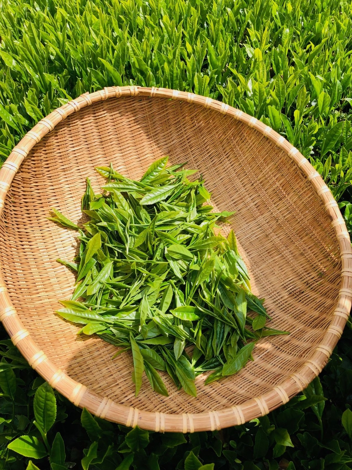 摘んだ茶葉