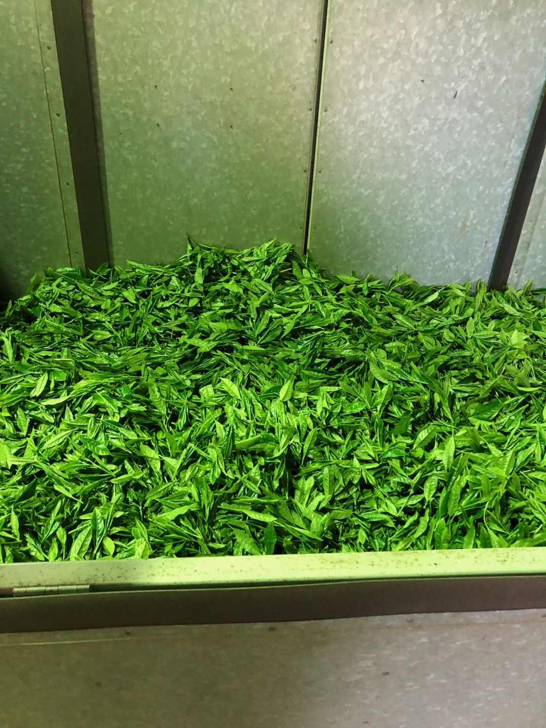 製茶待ちの茶葉たち
