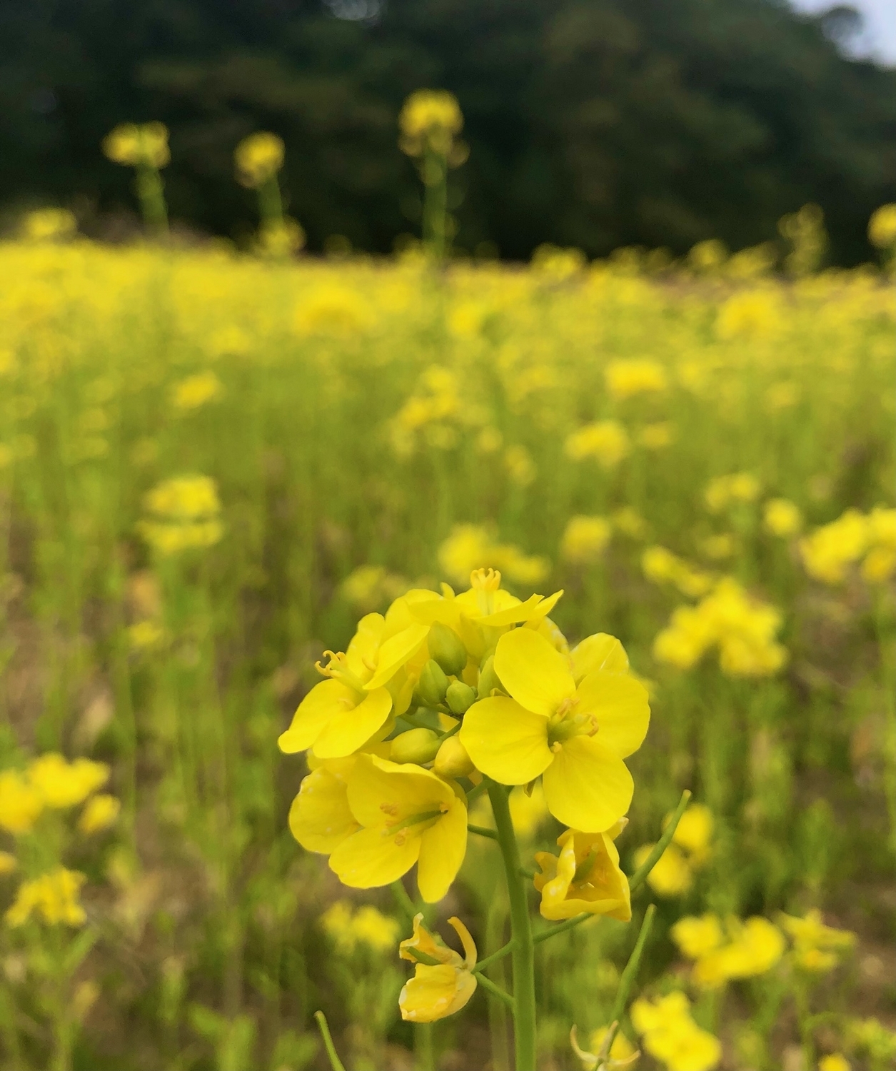 菜の花