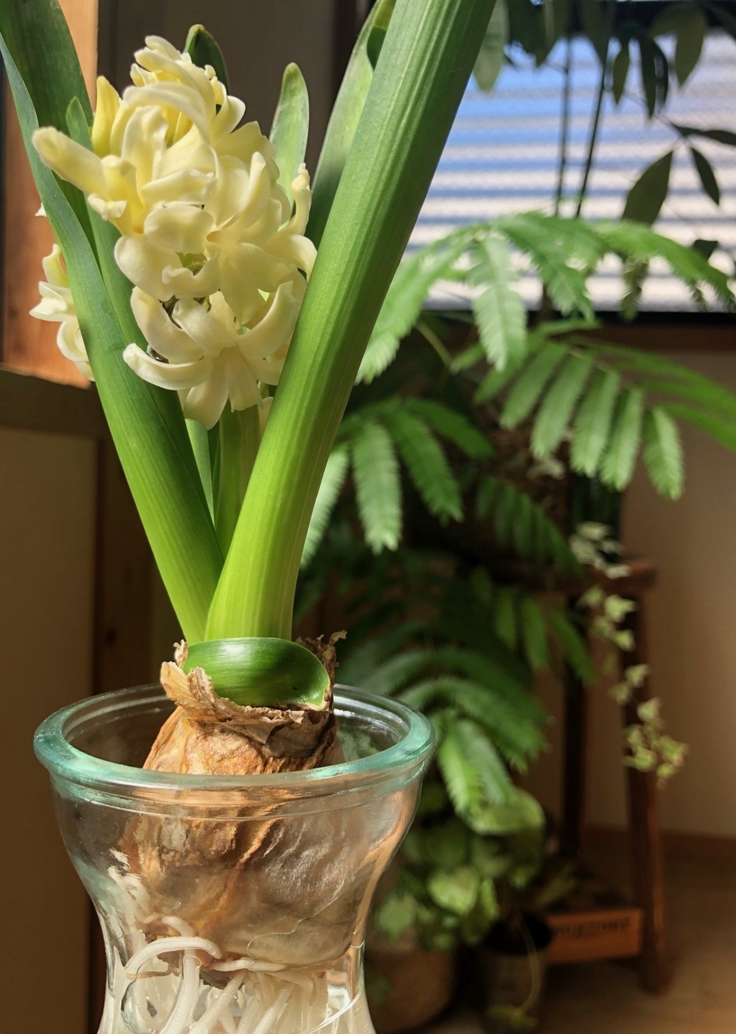 ヒアシンス