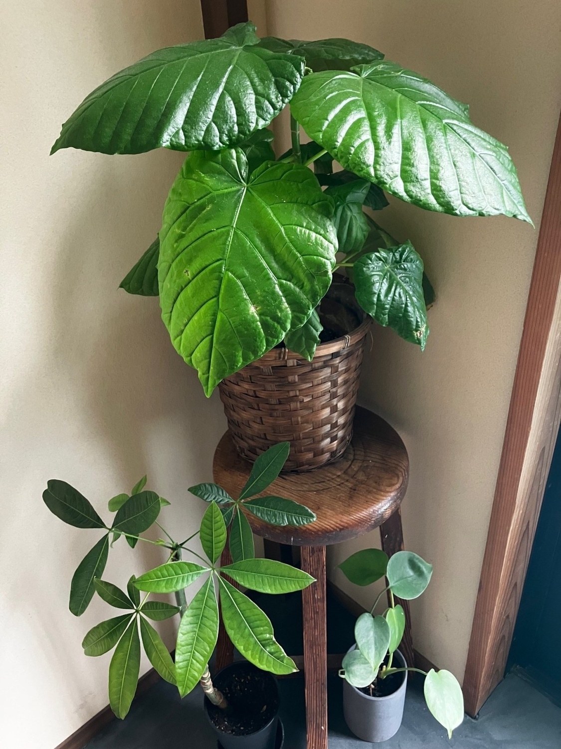 観葉植物