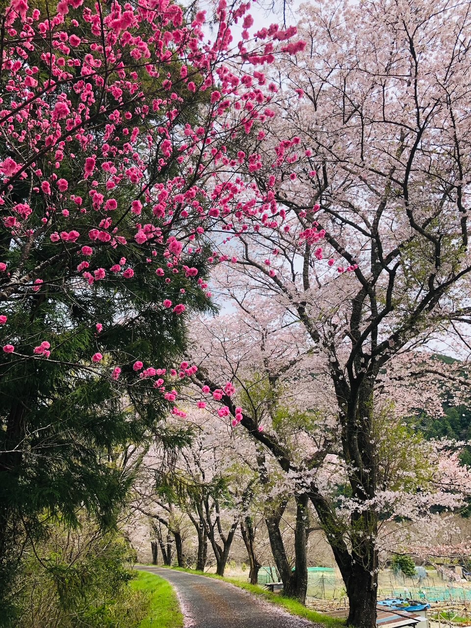 桜並木