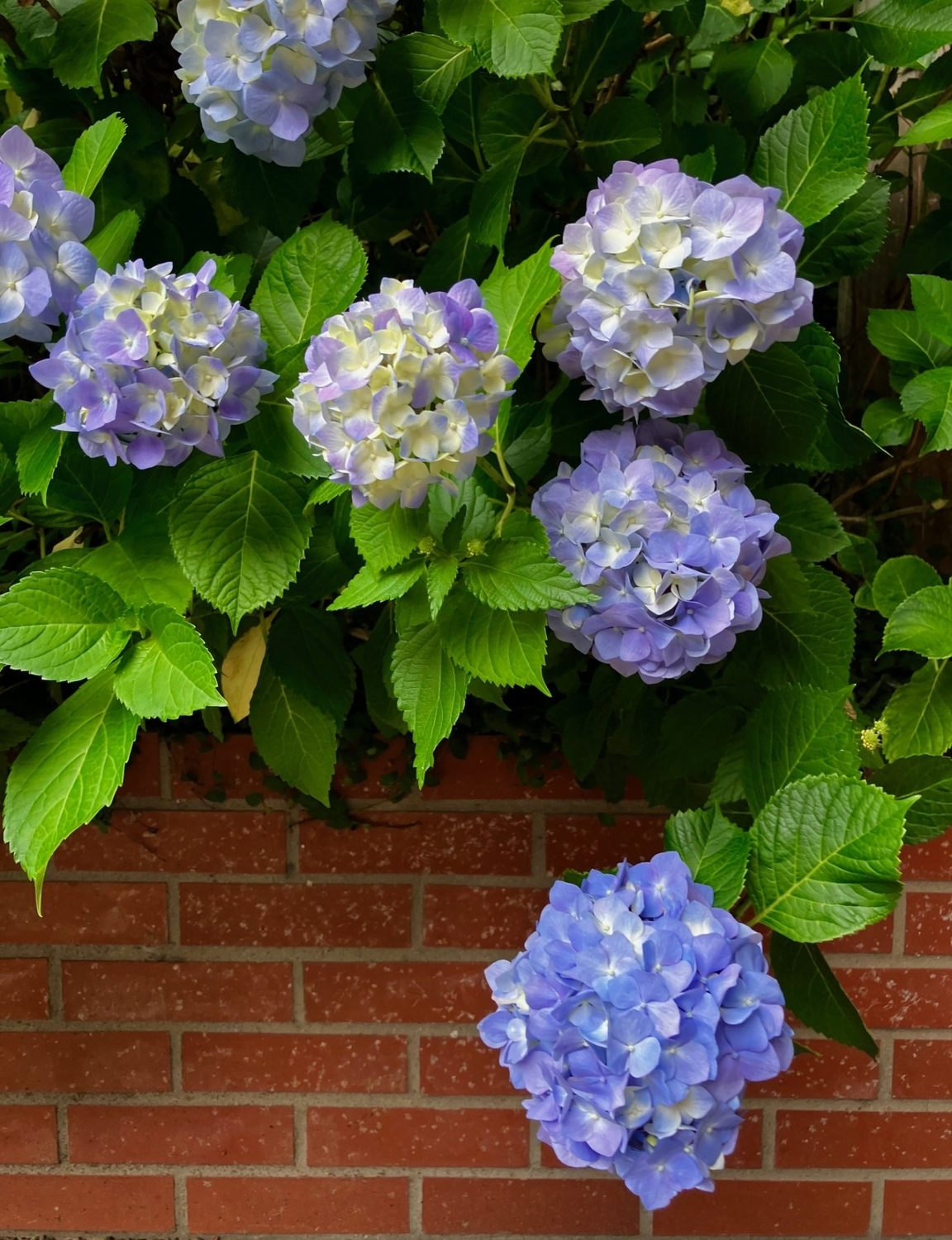 紫陽花
