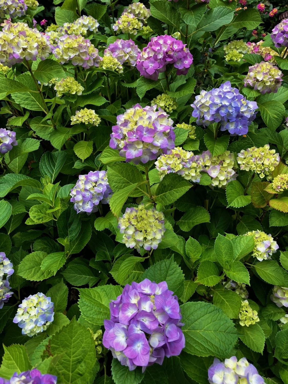 紫陽花
