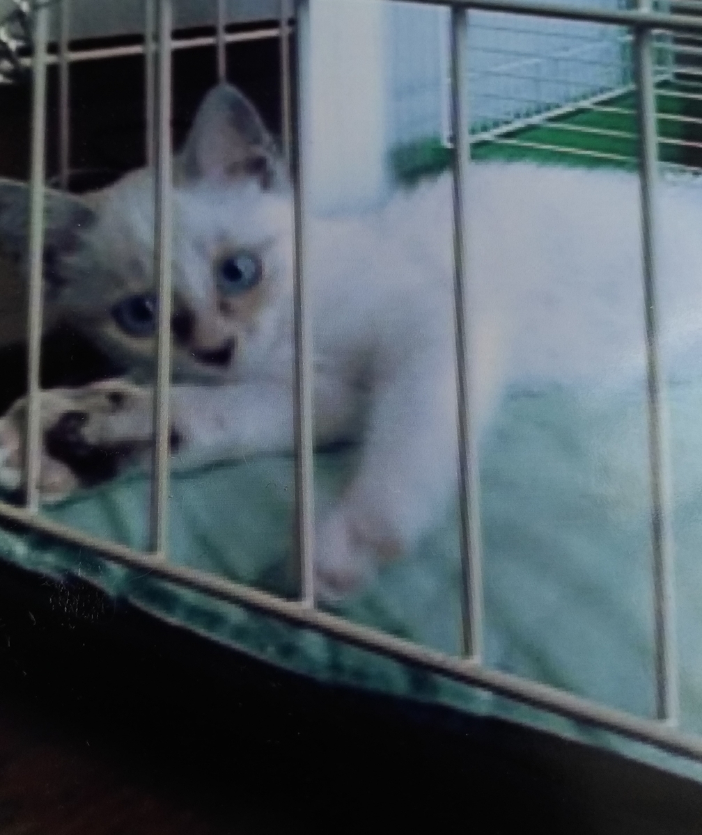 f:id:hitsujidash:20200520155600j:plain f:id:hitsujidash:20200520155600j:plain