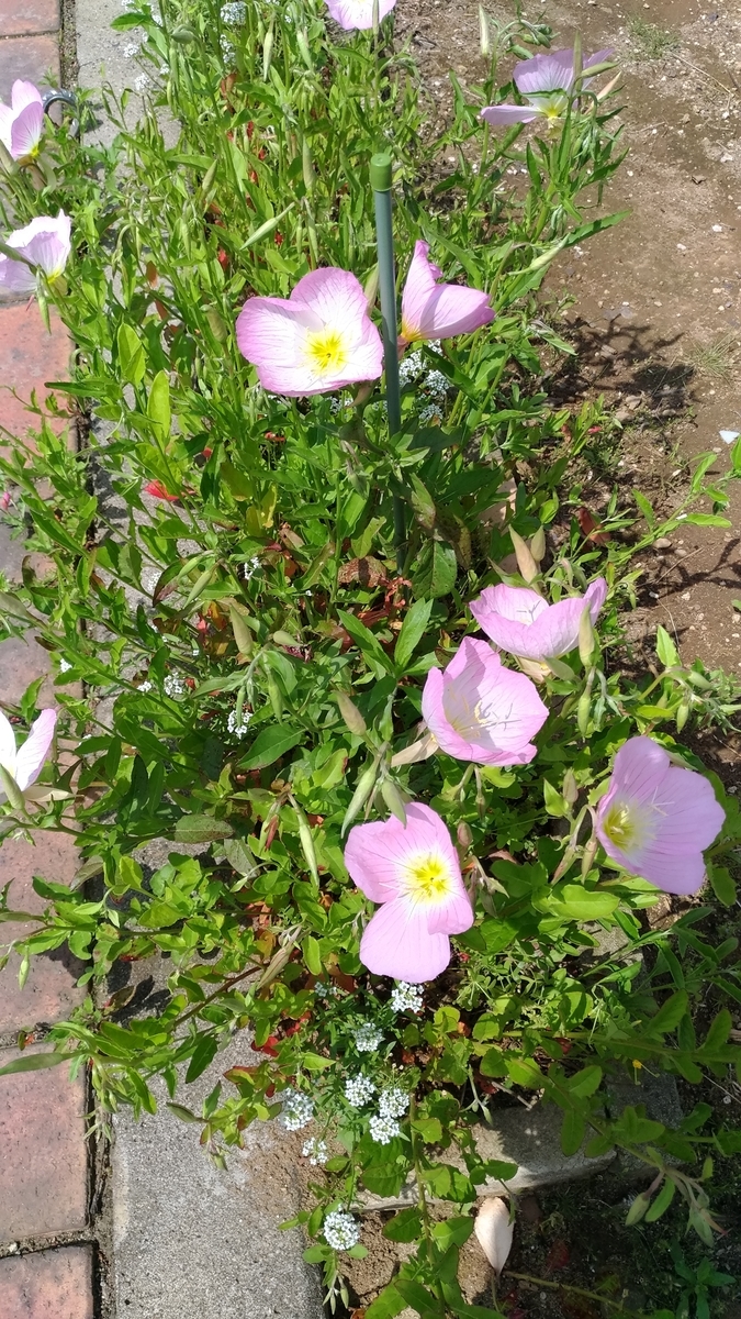 f:id:hitsujidash:20200525141051j:plain f:id:hitsujidash:20200525141051j:plain