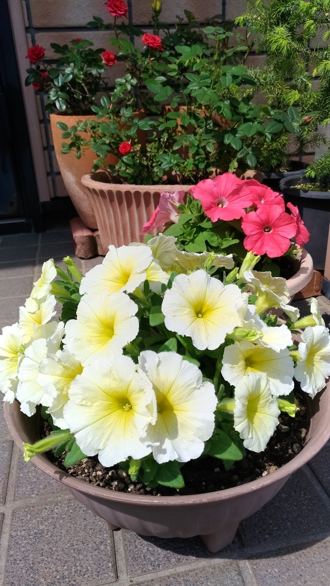 f:id:hitsujidash:20200526113447j:plain f:id:hitsujidash:20200526113447j:plain