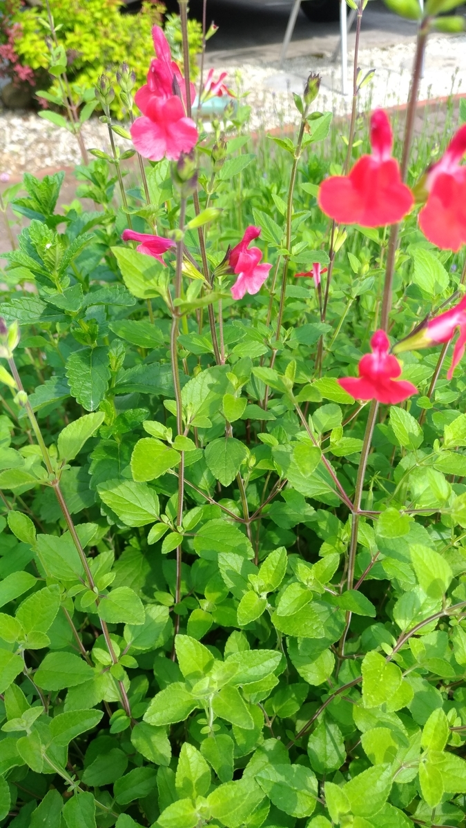 f:id:hitsujidash:20200526113541j:plain f:id:hitsujidash:20200526113541j:plain