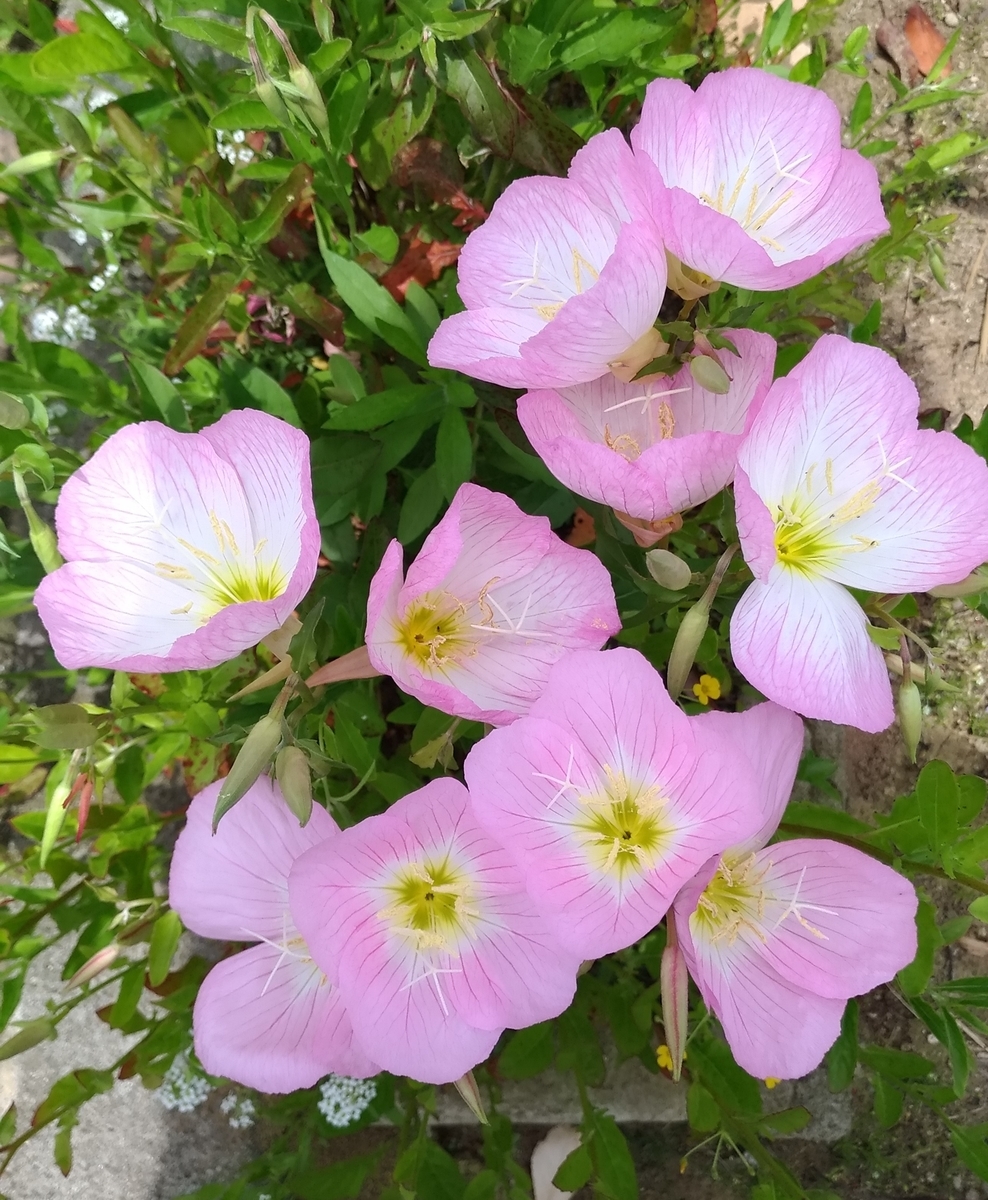 f:id:hitsujidash:20200526121938j:plain f:id:hitsujidash:20200526121938j:plain