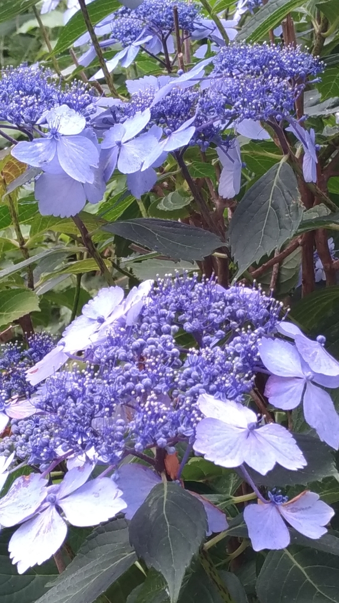 f:id:hitsujidash:20200625170814j:plain f:id:hitsujidash:20200625170814j:plain