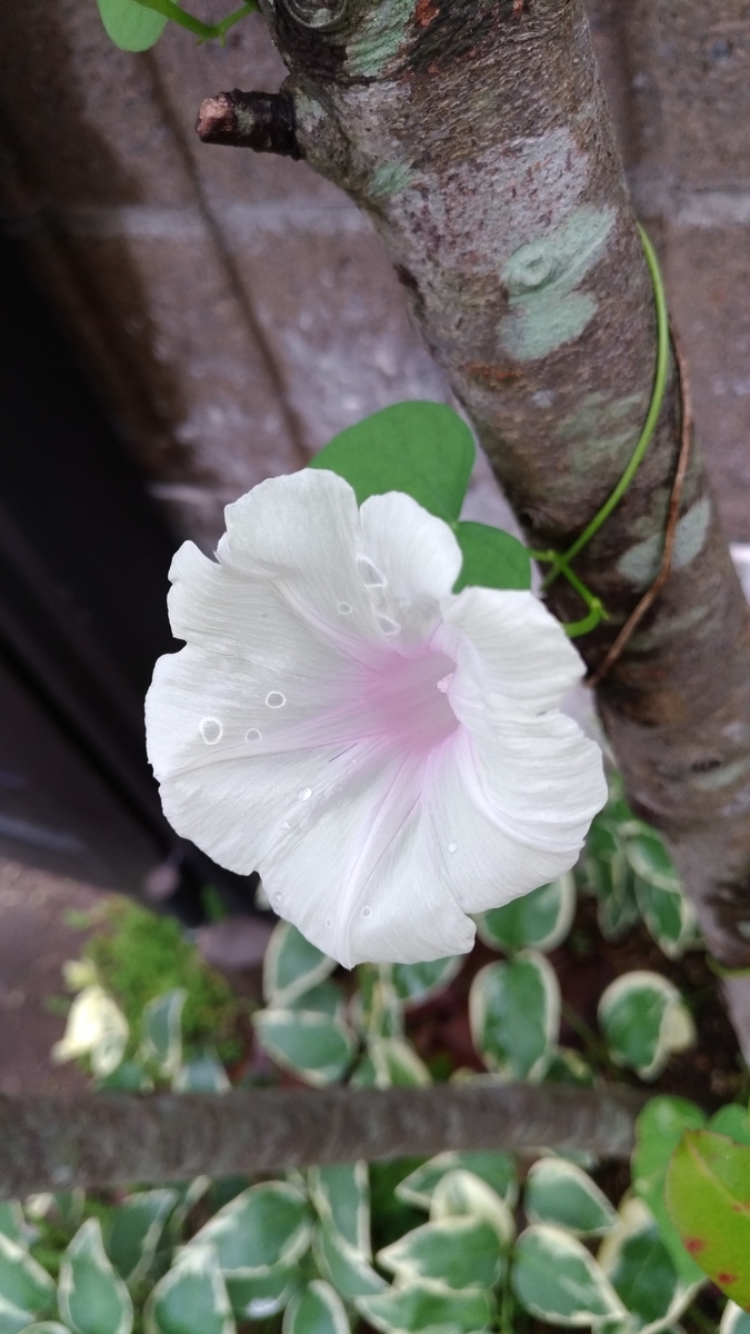 f:id:hitsujidash:20200827181159j:plain f:id:hitsujidash:20200827181159j:plain