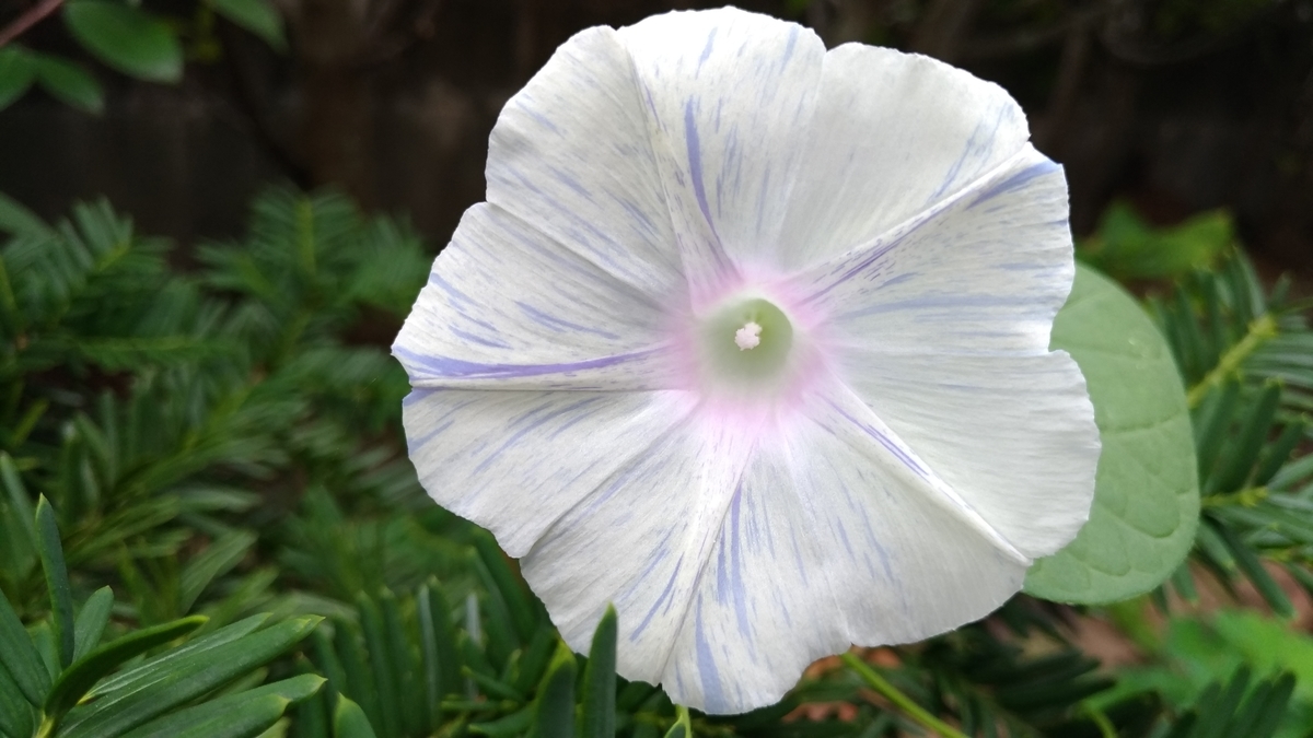 f:id:hitsujidash:20200925110825j:plain f:id:hitsujidash:20200925110825j:plain