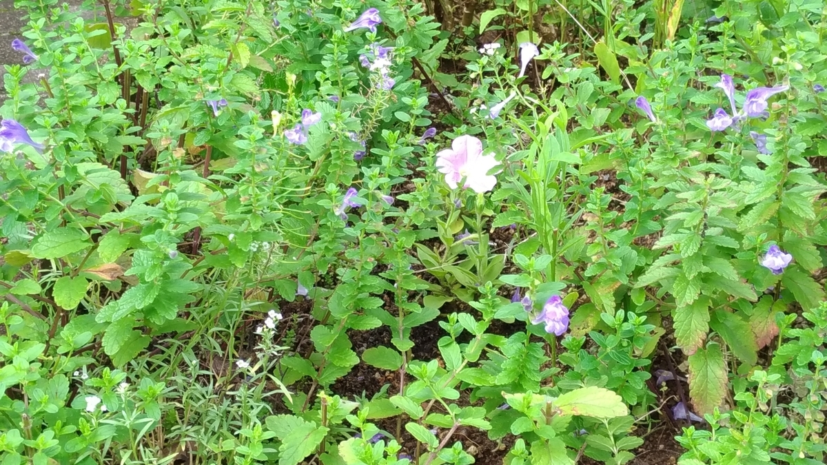f:id:hitsujidash:20201014104130j:plain f:id:hitsujidash:20201014104130j:plain