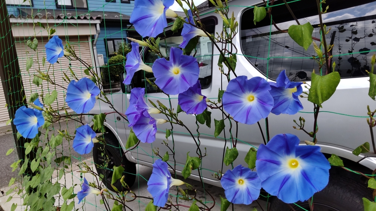 f:id:hitsujidash:20210706152115j:plain
