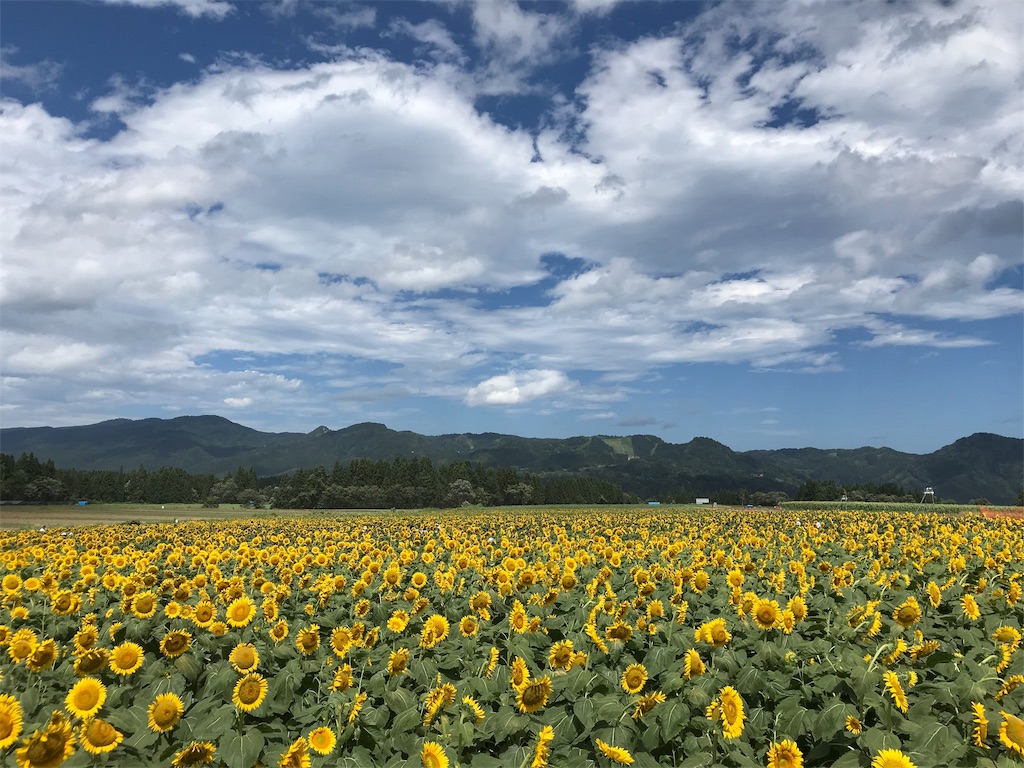 f:id:hitsujinomeeta2:20191029122940j:image