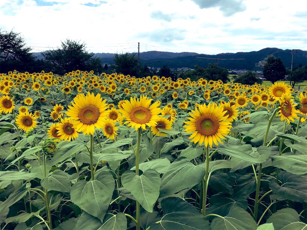 f:id:hitsujinomeeta2:20191201220817j:image f:id:hitsujinomeeta2:20191201220817j:image