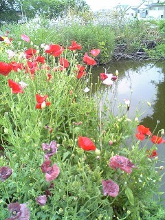 f:id:hitto:20080521152702j:image f:id:hitto:20080521152702j:image