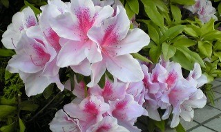 f:id:hitto:20100505005630j:image f:id:hitto:20100505005630j:image