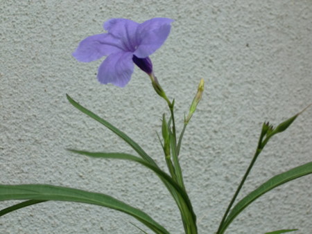 f:id:hitto:20120724111259j:image f:id:hitto:20120724111259j:image