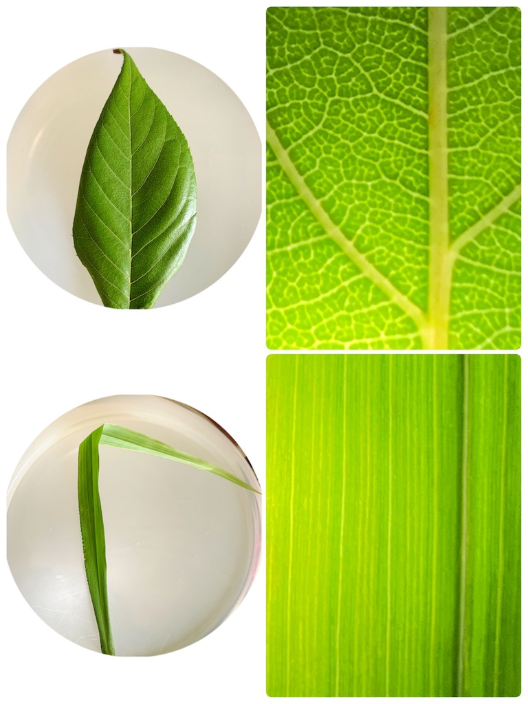 自由研究 食虫植物から葉脈に変更 ひつじんぐの鍵 自由研究 食虫植物から葉脈に変更 ひつじんぐの鍵