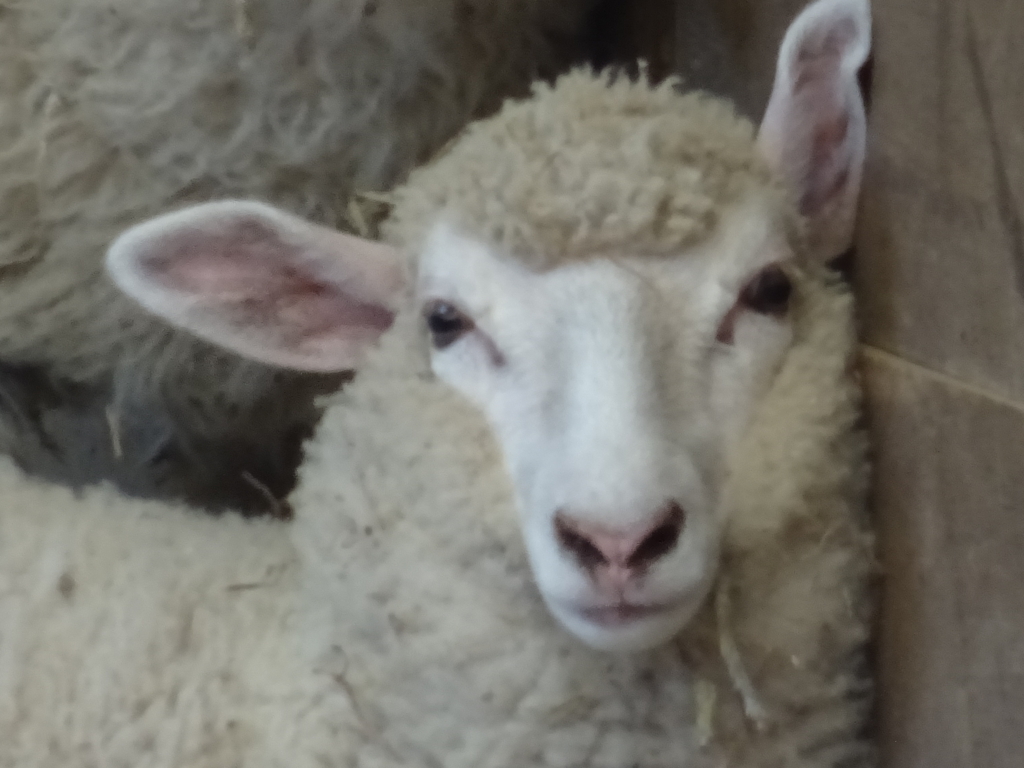 f:id:hituzino:20170808151959j:plain