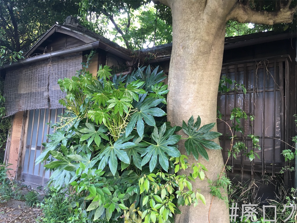 f:id:hiyapa:20180503210632j:image