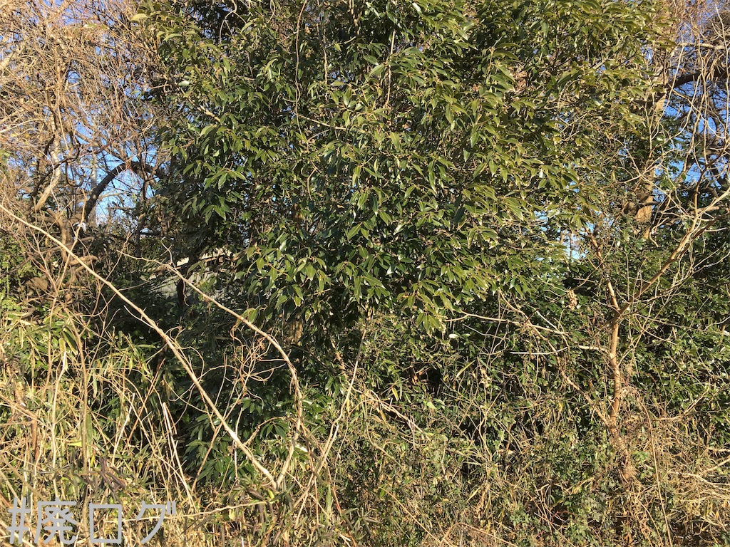 f:id:hiyapa:20190120194743j:image f:id:hiyapa:20190120194743j:image