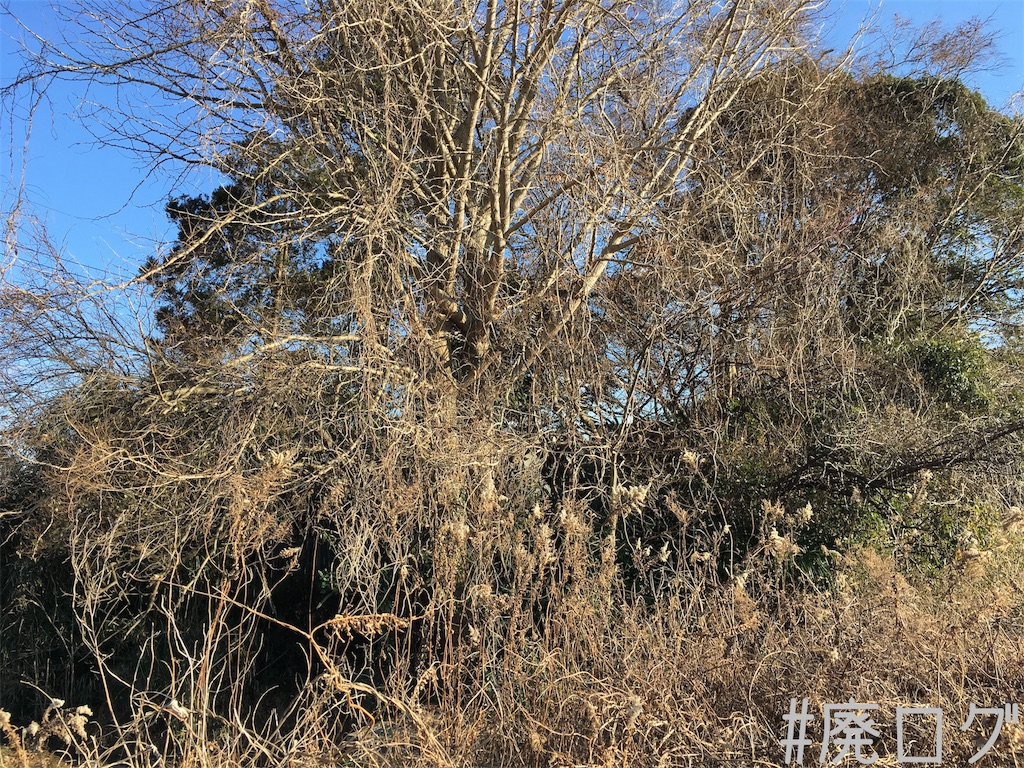 f:id:hiyapa:20190120194746j:image f:id:hiyapa:20190120194746j:image