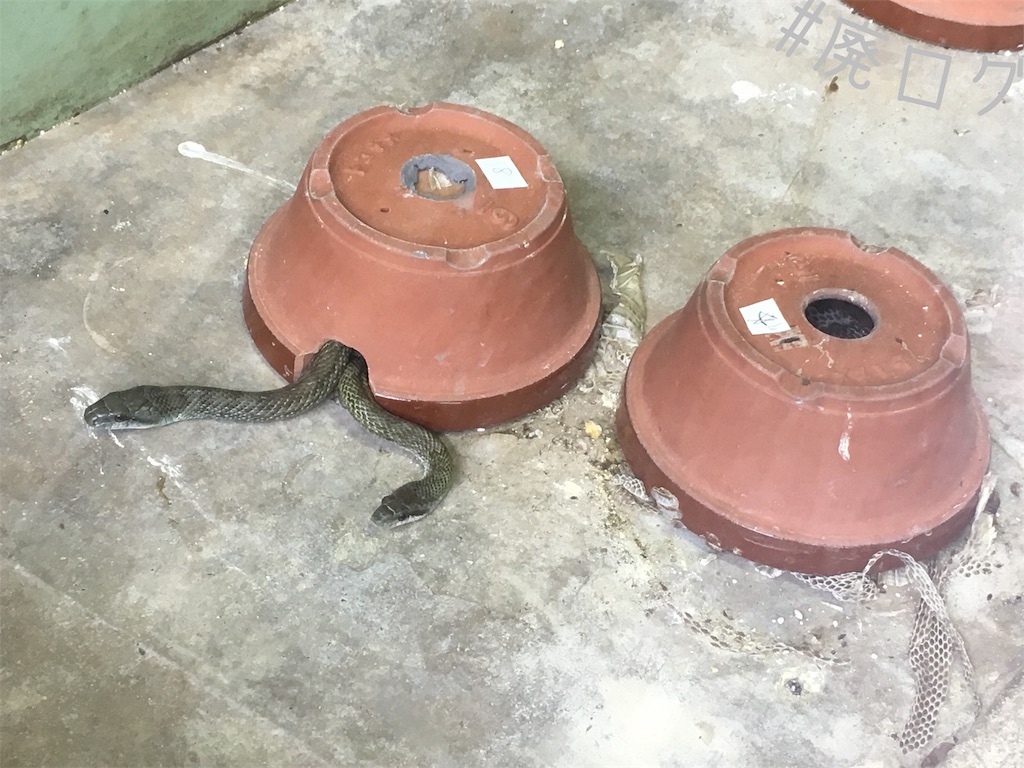 f:id:hiyapa:20190512195208j:image f:id:hiyapa:20190512195208j:image