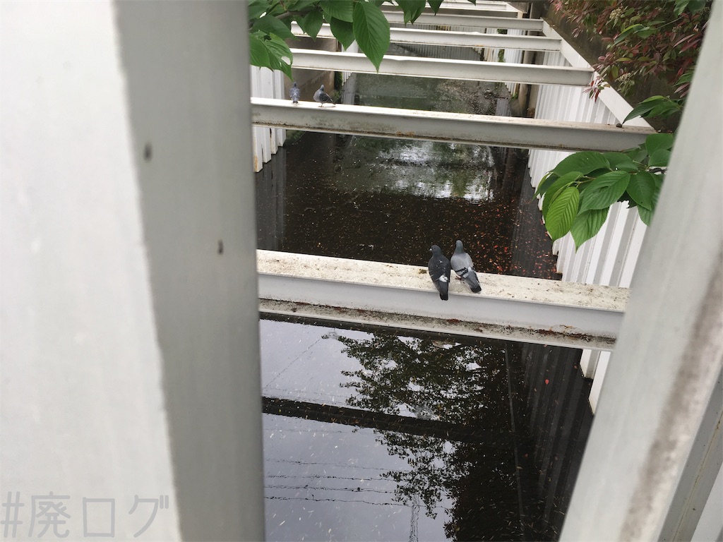 f:id:hiyapa:20190519211844j:image