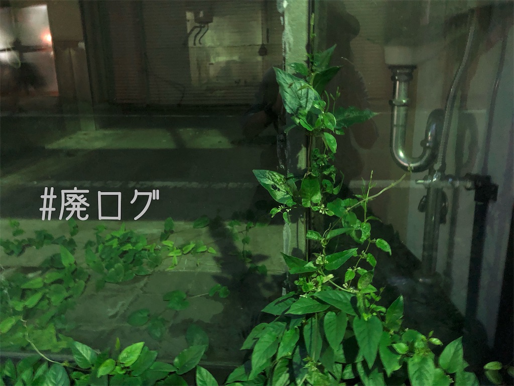 f:id:hiyapa:20191019204105j:image