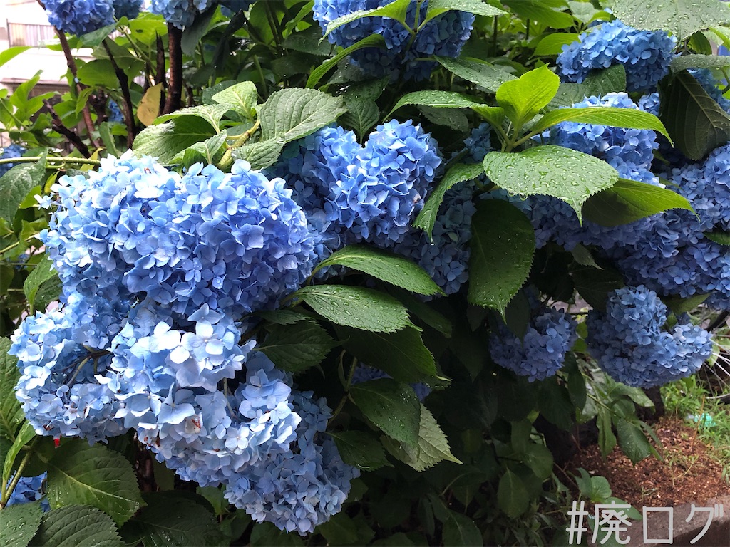 f:id:hiyapa:20200615232248j:image f:id:hiyapa:20200615232248j:image