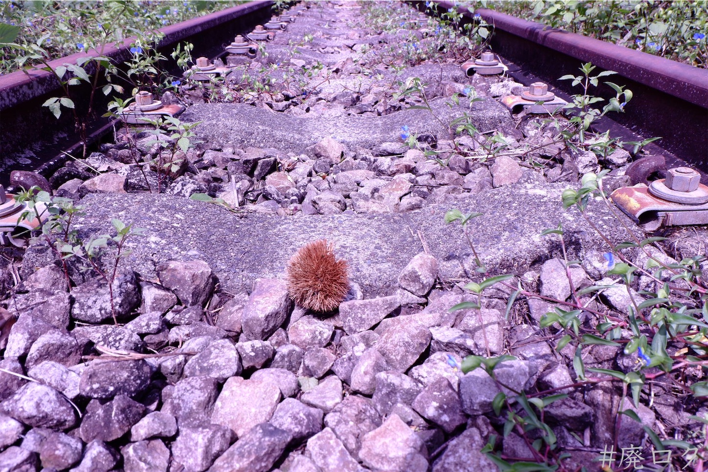 f:id:hiyapa:20201006171153j:image