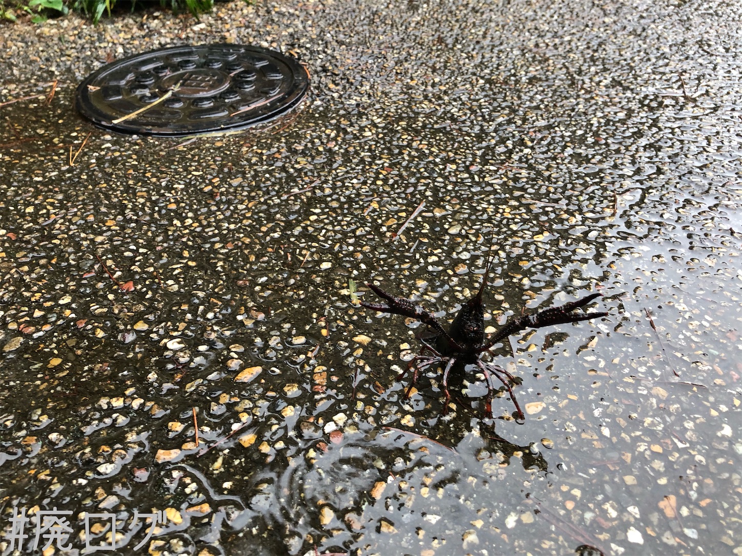 f:id:hiyapa:20201017113354j:image f:id:hiyapa:20201017113354j:image