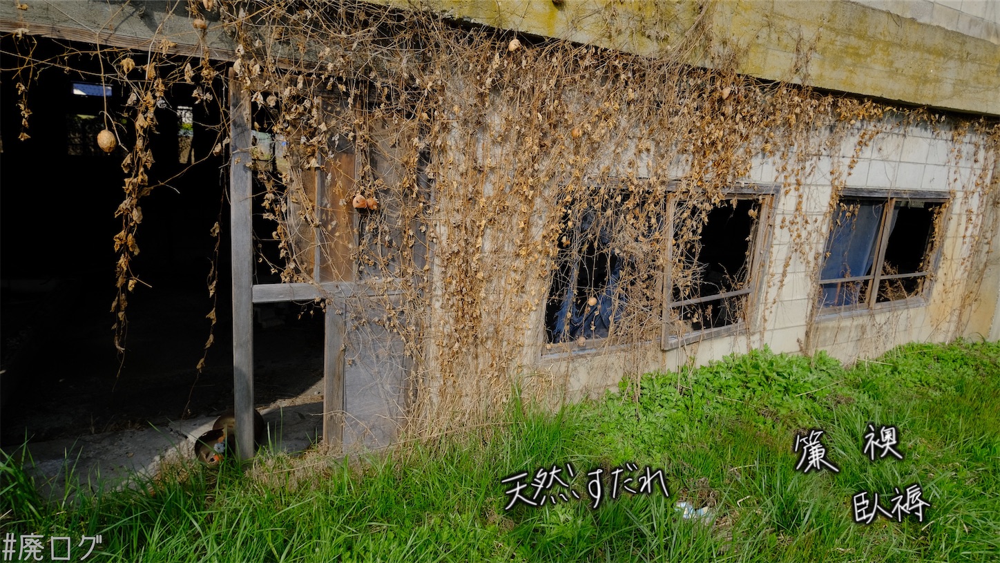 f:id:hiyapa:20210610223926j:image