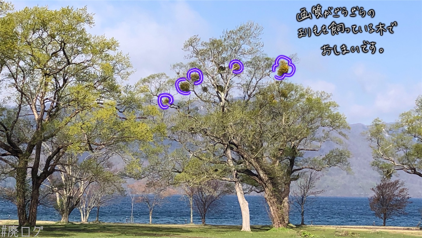 f:id:hiyapa:20210613183502j:image