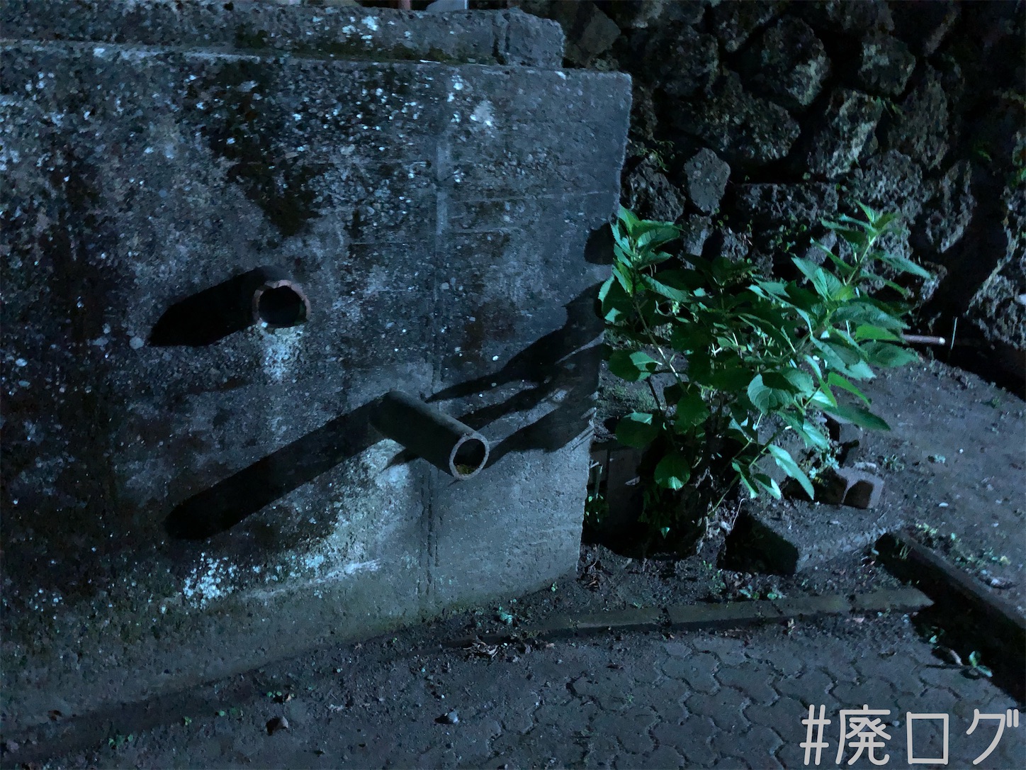 f:id:hiyapa:20210620194435j:image
