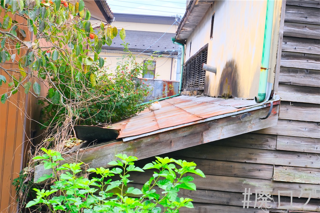 f:id:hiyapa:20221101081055j:image