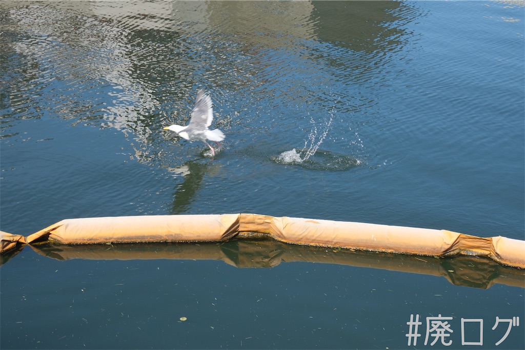 f:id:hiyapa:20230821103430j:image