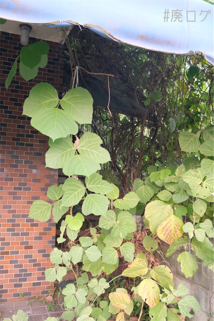 f:id:hiyapa:20230929084228j:image