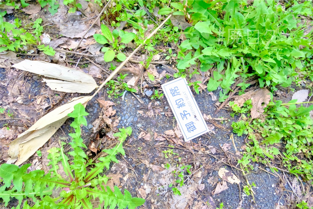 f:id:hiyapa:20250514103106j:image