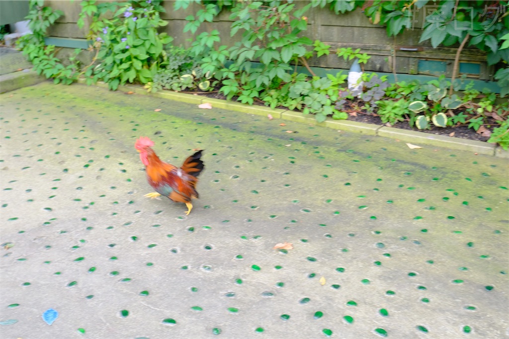 f:id:hiyapa:20251109104458j:image f:id:hiyapa:20251109104458j:image