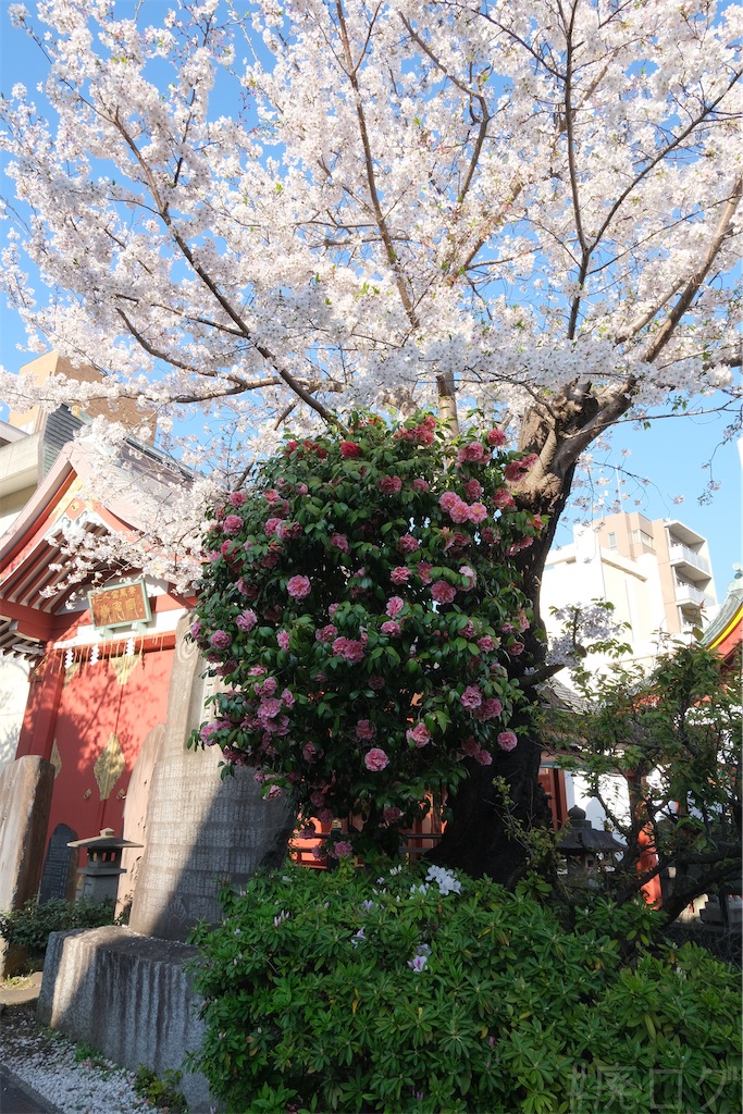 f:id:hiyapa:20260408144122j:image