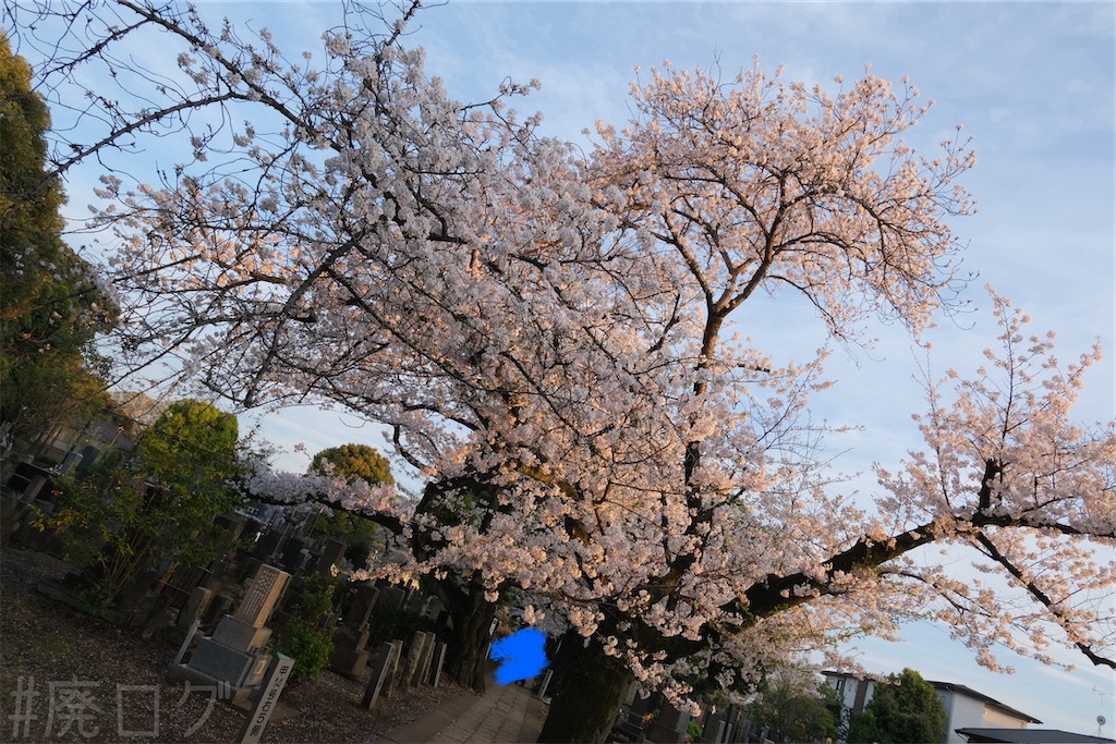 f:id:hiyapa:20260408225733j:image