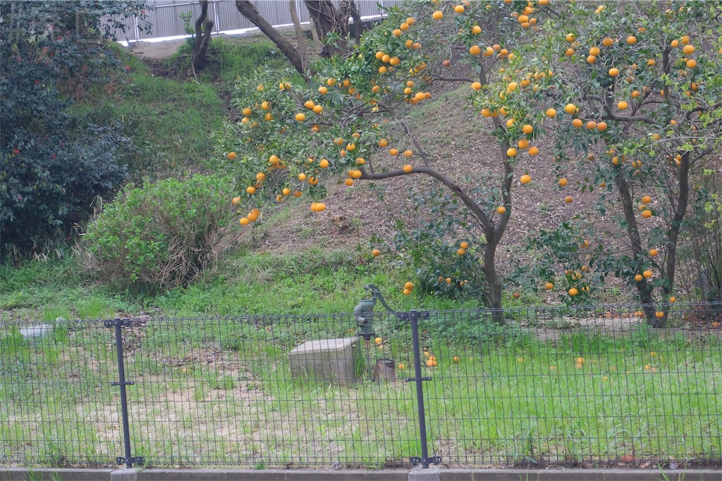 f:id:hiyapa:20260429114315j:image f:id:hiyapa:20260429114315j:image