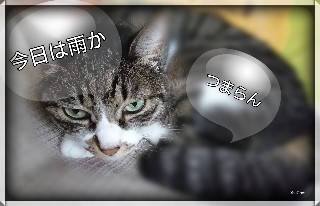 f:id:hizaitako:20191201165610j:image